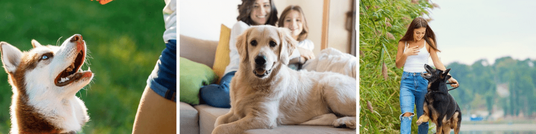 Sydney Dog Puppy Trainer