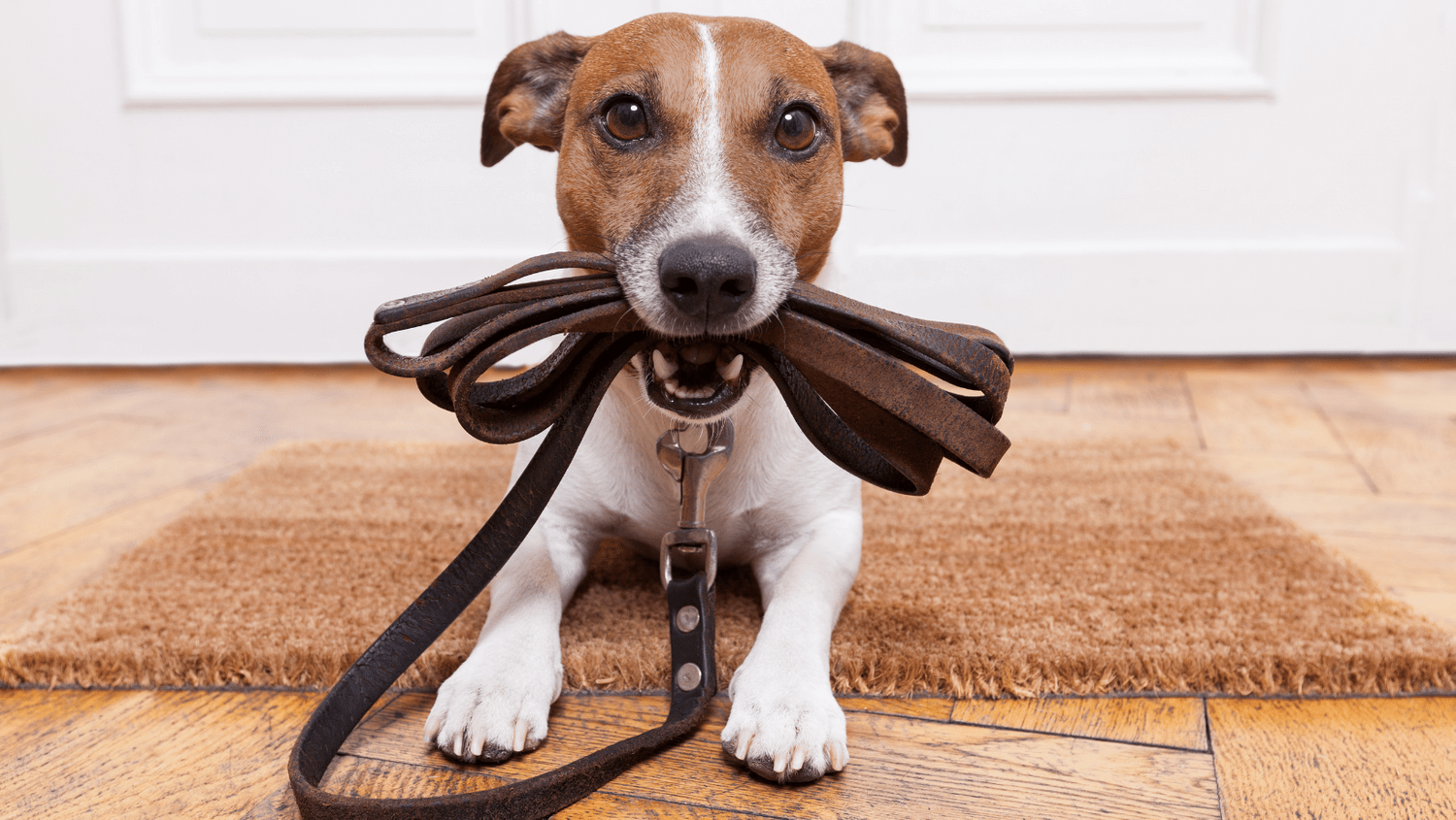 Dog walking Lead training reactive dog bored barking Affordable Dog training Sydney Sutherland Shire Illawarra St George