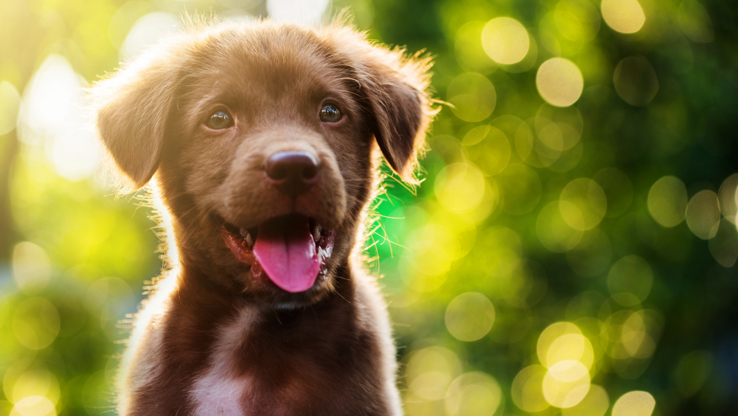 Photo 4 Thinking About Getting A Puppy