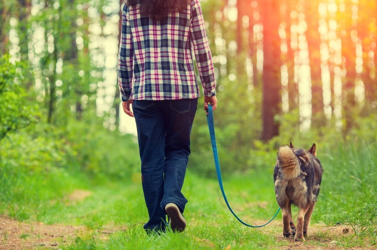 2 How do I stop my dog pulling on lead?