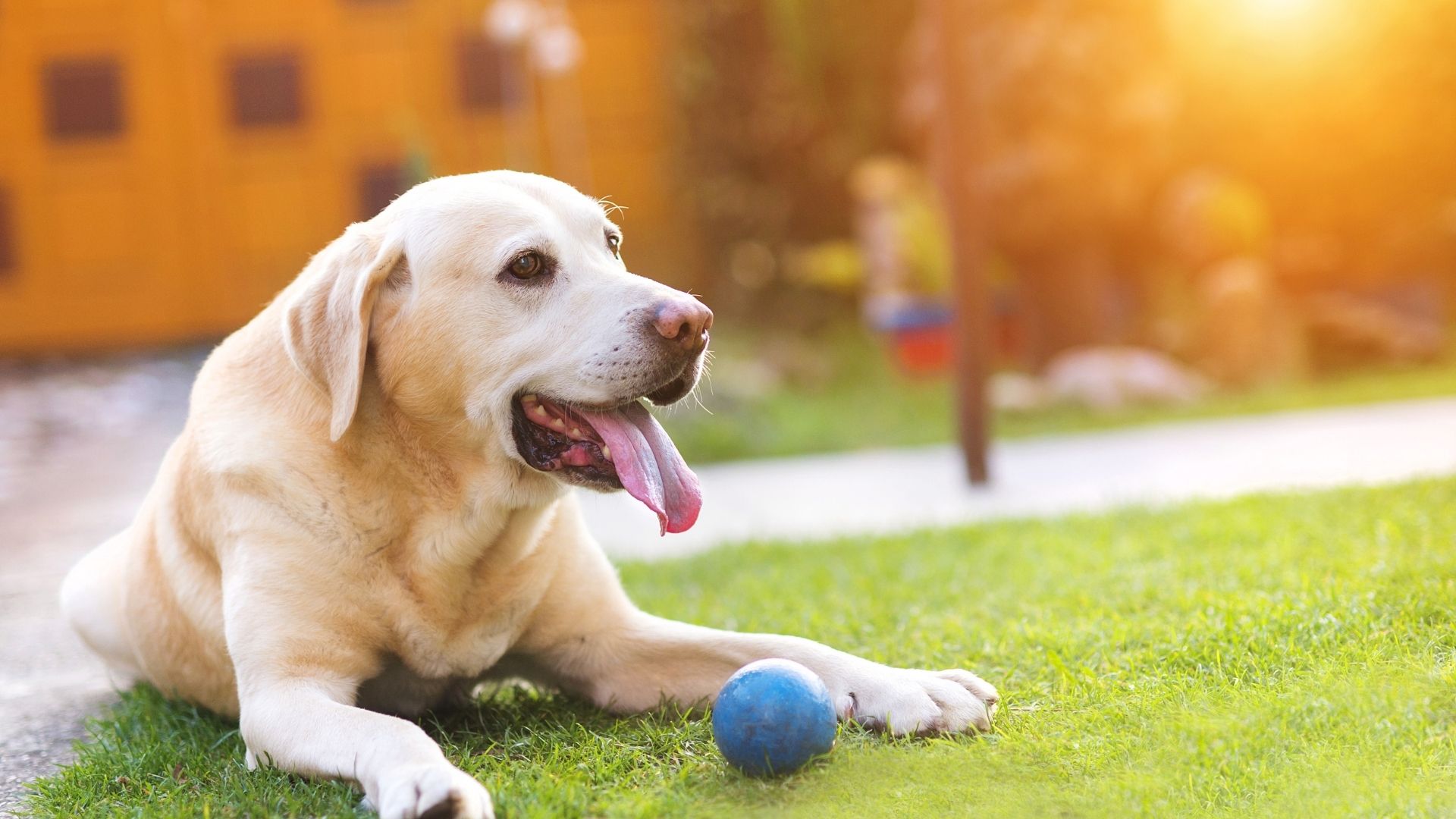 Dog Training Illawarra Wollongong Shellharbour Kiama Sutherland Shire Dog Trainer Dog Training Illawarra Wollongong Shellharbour Kiama Sutherland Shire Dog Trainer