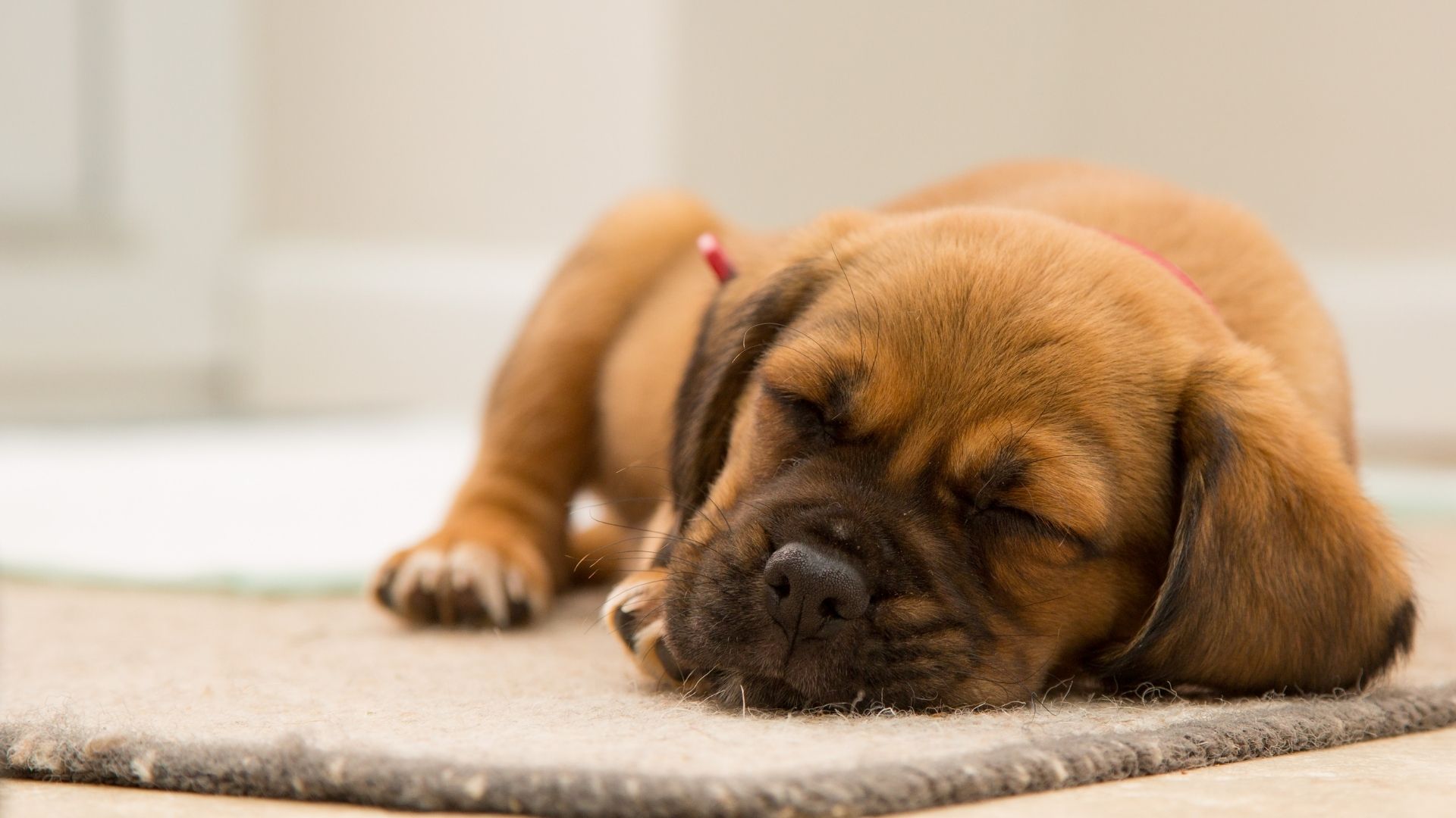Teach Calm Behaviour To Your Dog Teach Calm Behaviour To Your Dog