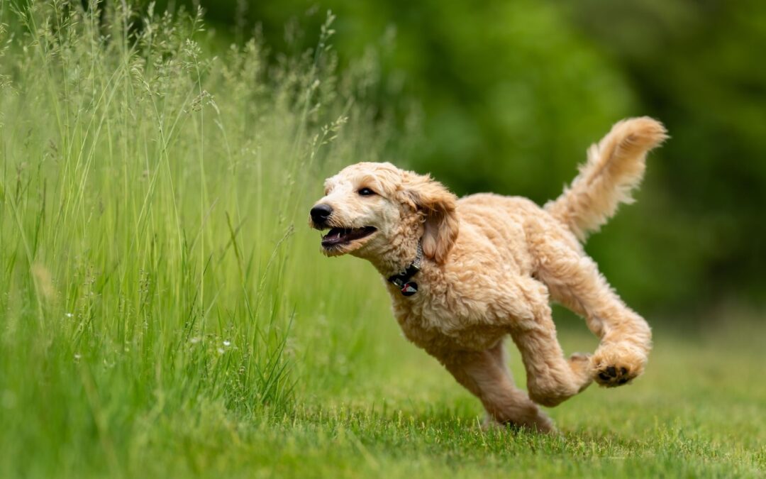 Improve Your Dogs Recall With Fun Training Games