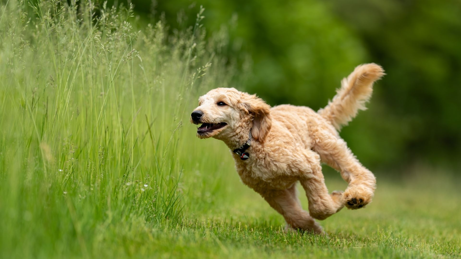 Improve Your Dogs Recall