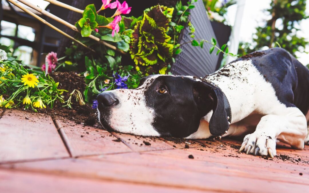 Is your dog digging and chewing in the backyard?