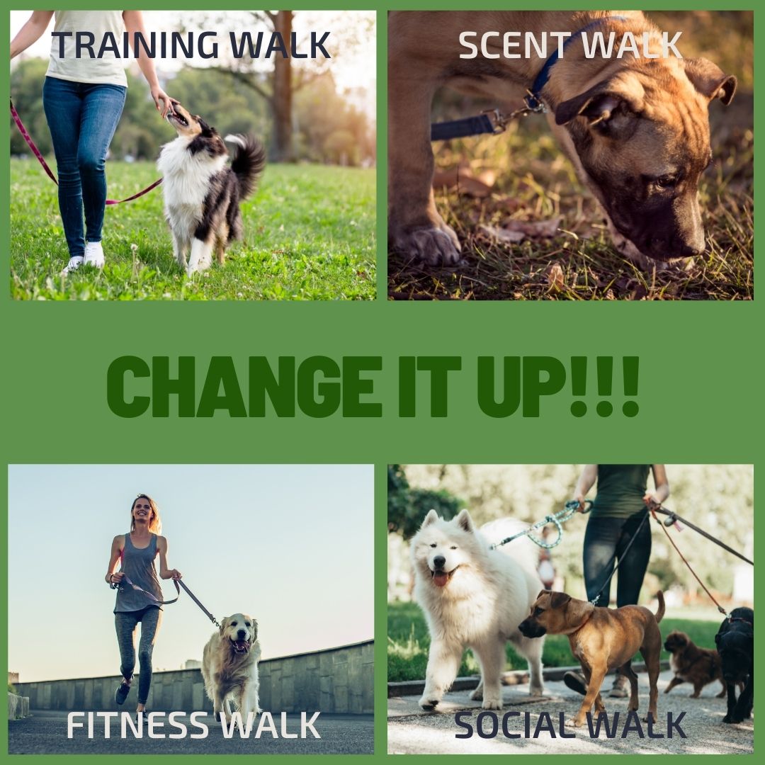 Dog's Daily Walk Activate Dog Training Sutherland Shire Wollongong Shellharbour Kiama In Home Dog Trainer Puppy Training